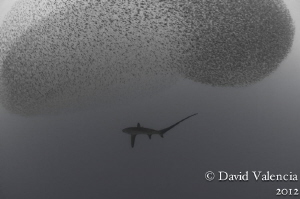A rare sighting of a thresher shark milling around undern... by David Valencia 